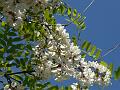 White Locust Tree